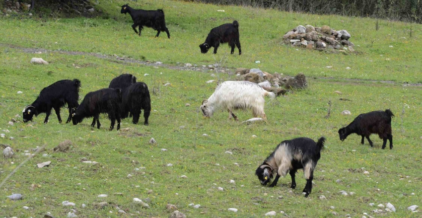 2023 Yılı Hayvancılık Desteklemeleri Uygulama Tebliği Yayımlandı